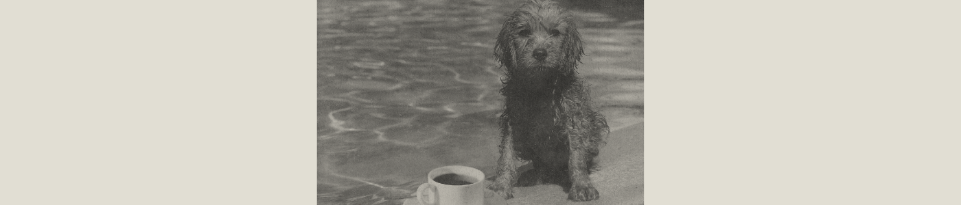 golden retriever on skateboard with coffee