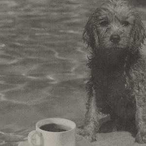 golden retriever on skateboard with coffee