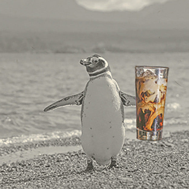 penguin holding a cold brew on a beach