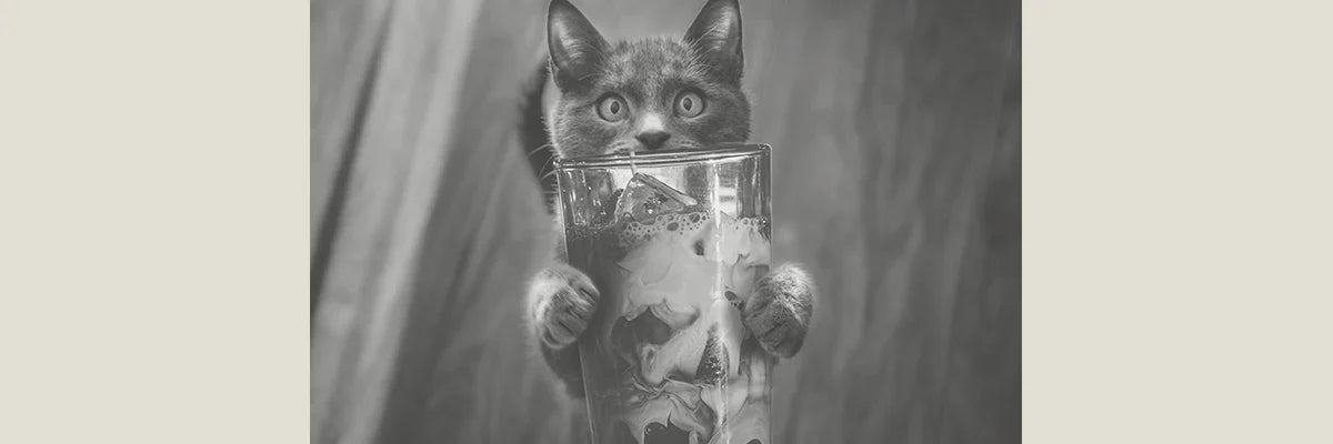 cat holding an iced coffee