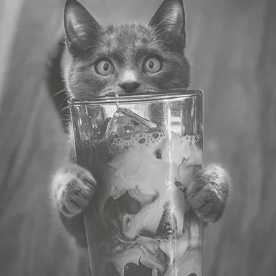cat holding an iced coffee