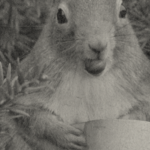 squirrel with a hazelnut and coffee cup
